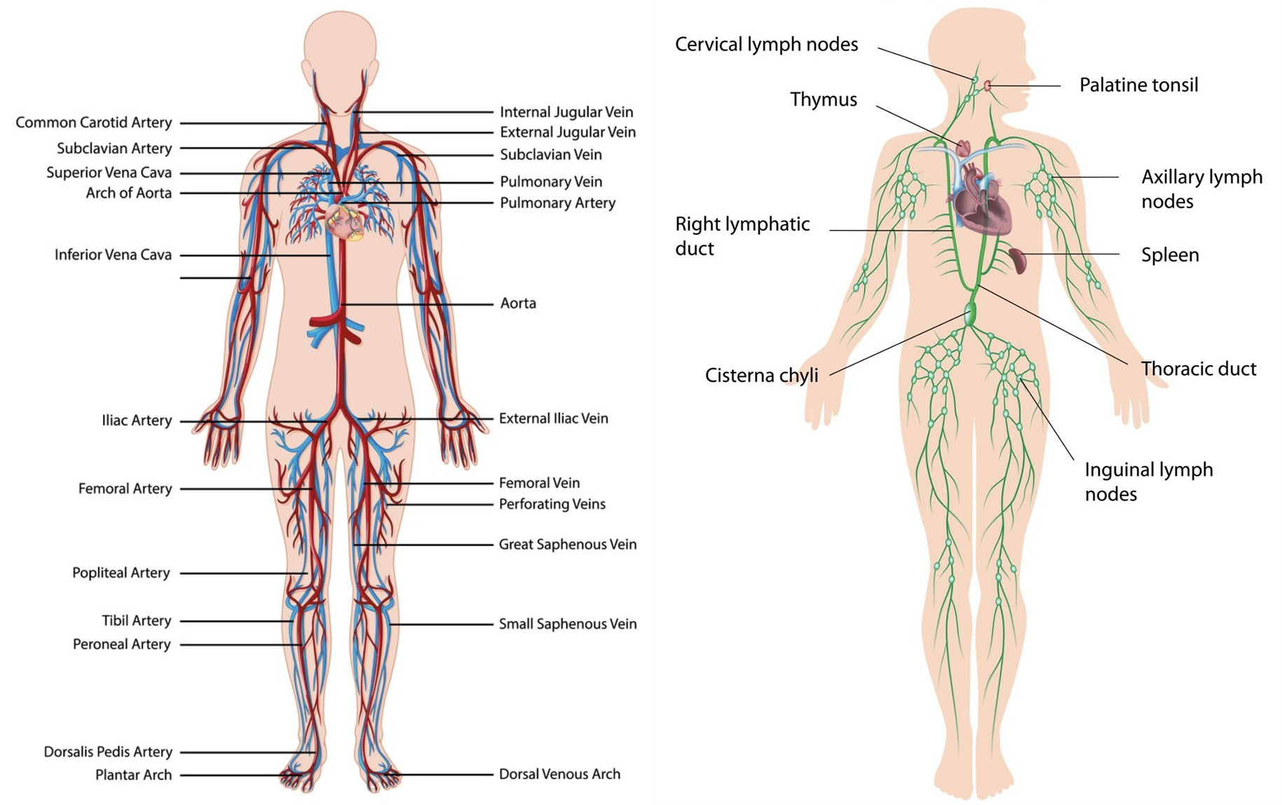 Blood Cancer: Anatomy diagram of circulatory and lymphatic systems